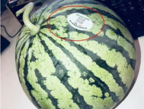 介休吃瓜网红
